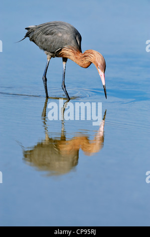 Reddish garzetta (Egretta rufescens) Caccia Ft. De Soto Park, San Pietroburgo Foto Stock