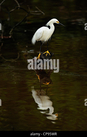 Snowy garzetta (Egretta thuja) guardando la preda Ding Darling National Wildlife Refuge, Sanibel Island FL Foto Stock