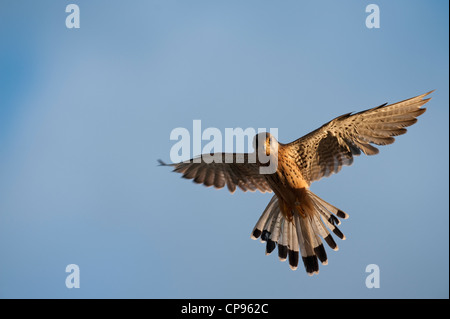 Unione gheppio, comune gheppio (Falco tinnunculus) Foto Stock