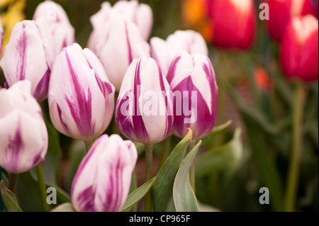 Tulipa " Flaming bandiera", Triumph Tulip Foto Stock