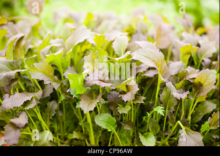 Mizuna 'cavaliere rosso', Brassica rapa var nipposinica Foto Stock