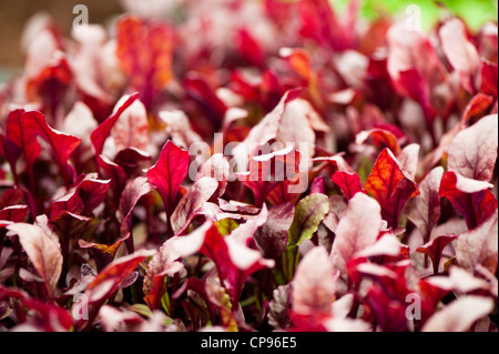 I tori di barbabietole di sangue "Diavolo Rosso", Beta vulgaris Foto Stock