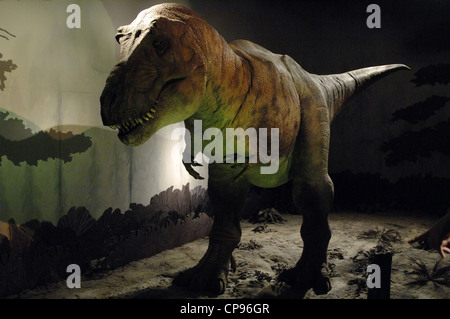 Riproduzione di un Tirannosauro Rex. Cretaceo superiore. Maastrichtian. Museo di Storia Naturale. Londra. Regno Unito. Foto Stock
