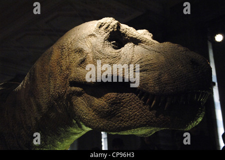 La riproduzione della testa di un Tirannosauro Rex. Cretaceo superiore. Maastrichtian. Museo di Storia Naturale. Londra. Regno Unito. Foto Stock