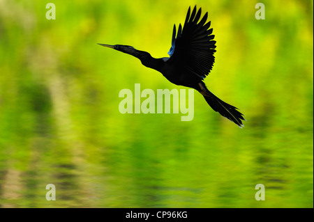 Anhinga (Anhinga anhinga) In volo Audubon Heron Rookery, Venezia, Florida Foto Stock