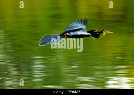 Anhinga (Anhinga anhinga) In volo Audubon Heron Rookery, Venezia, Florida Foto Stock