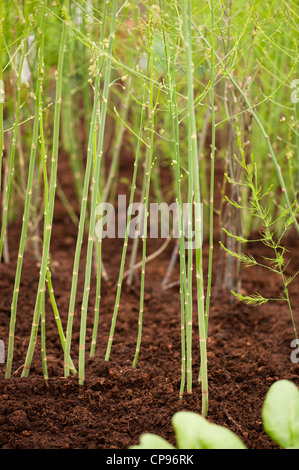 Asparagus officinalis 'Millennium' Foto Stock