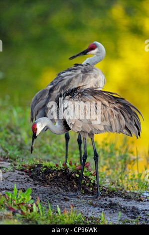 Sandhill gru (Grus canadensis) Audubon Rookery, Venezia, Florida Foto Stock