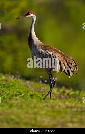 Sandhill gru (Grus canadensis) Audubon Rookery, Venezia, Florida Foto Stock