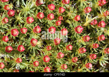 Riproduttivo maschile e strutture di Polytrichum juniperinum moss (ginepro Haircap Moss). Foto Stock