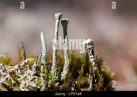 Vista macro del lichene Cladonia (Cup lichen) Foto Stock