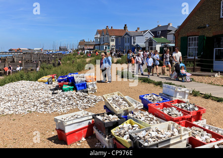 3908. Oyster gusci per il riciclaggio, whitstable kent, Regno Unito Foto Stock