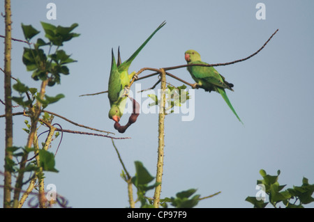 Rosy inanellato parrocchetto - Psittacula himalayana Foto Stock