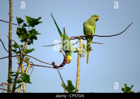 Rosy inanellato parrocchetto - Psittacula himalayana Foto Stock