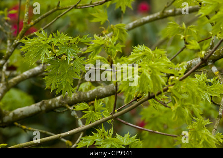 Albero di acero Foto Stock