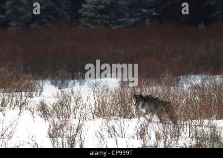 Un solitario Lupo grigio passeggiate attraverso la neve nel Parco Nazionale di Banff, Alberta, Canada. Foto Stock