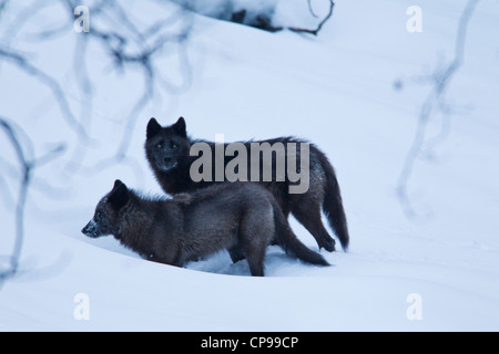 Due lupi grigi giocare nella neve nel Parco Nazionale di Banff, Alberta, Canada. Foto Stock