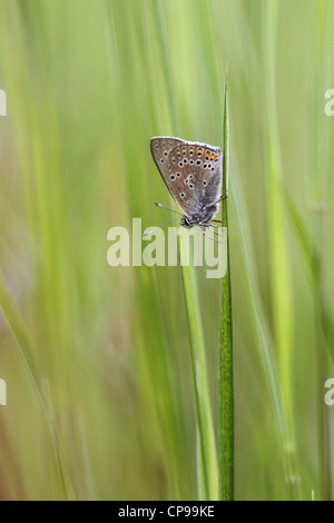 Viola-orlato di rame (Lycaena hippothoe) di appoggio nella vegetazione Foto Stock