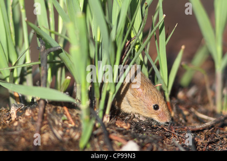 Eurasian Harvest Mouse (Micromys minutus) Foto Stock