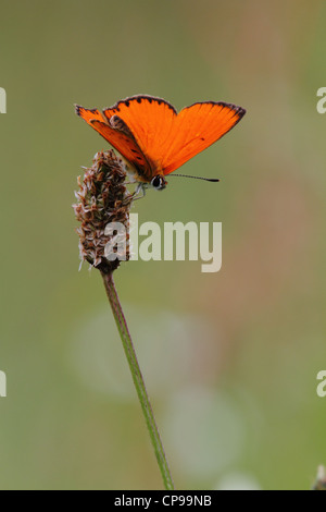 Scarsità di rame (Lycaena virgaureae) di appoggio Foto Stock