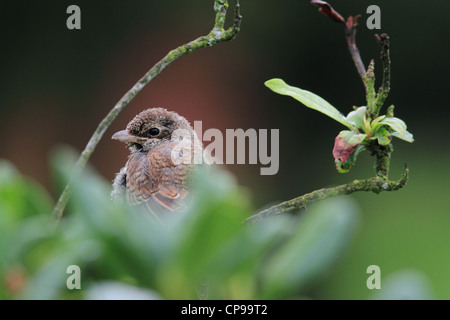 I capretti Red-backed Shrike (Lanius collurio) Foto Stock