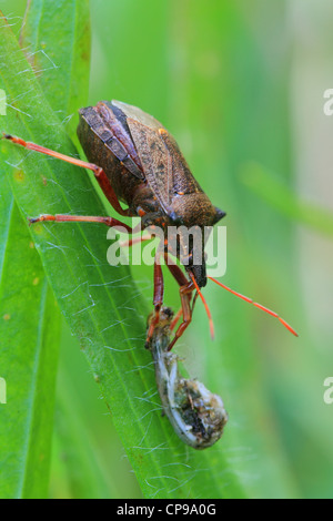 La protezione di predatori specie di bug Picromerus bidens con la preda Foto Stock