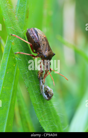 La protezione di predatori specie di bug Picromerus bidens con la preda Foto Stock