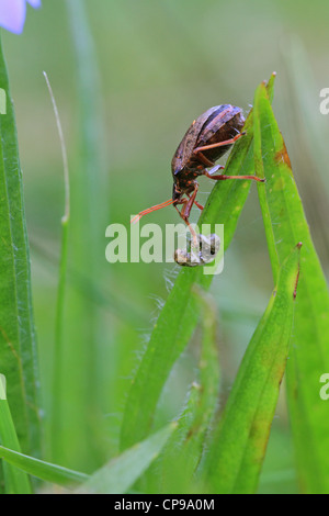 La protezione di predatori specie di bug Picromerus bidens con la preda Foto Stock