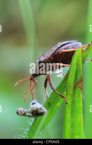 La protezione di predatori specie di bug Picromerus bidens con la preda Foto Stock