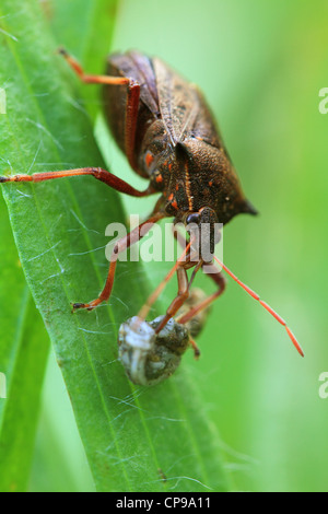 La protezione di predatori specie di bug Picromerus bidens con la preda Foto Stock