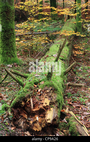 Decomponendo il tronco di albero sul suolo della foresta Foto Stock