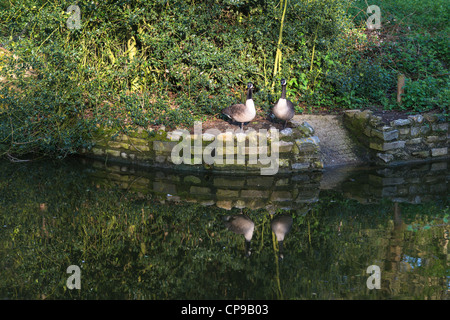 Oche del Canada a Christchurch park, Ipswich, Inghilterra. Foto Stock