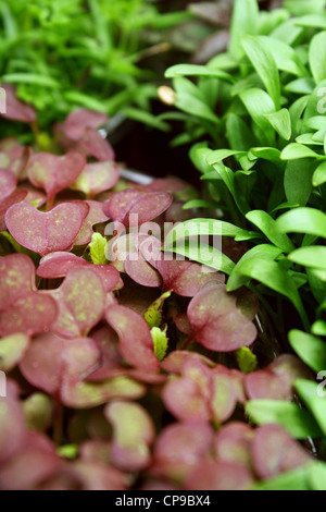 crescione micro Foto Stock