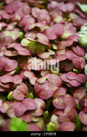 crescione micro Foto Stock