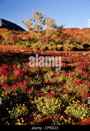 Inverno fiori selvatici, Sud Australia Foto Stock