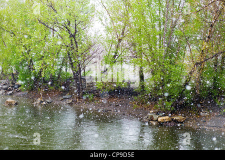 L'Arkansas River, inizio maggio tempesta di neve, attraversa il centro storico cittadino, piccolo paese di montagna di salida, Colorado Foto Stock