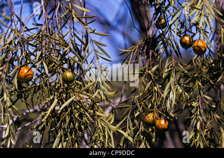 La fruttificazione quandong tree, Australia Foto Stock