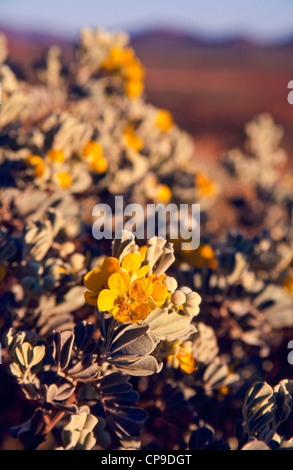 Fiori Selvatici, Sud Australia Foto Stock