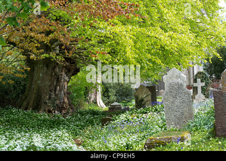 Vecchio faggio e lapidi in Santa Trinità sagrato, Buckfastleigh, Devon, Inghilterra Foto Stock