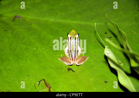 Piccole strisce di rana verde sul laghetto di gigli in Chiang Mai Thailandia Foto Stock