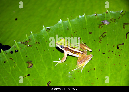 Piccole strisce di rana verde sul laghetto di gigli in Chiang Mai Thailandia Foto Stock