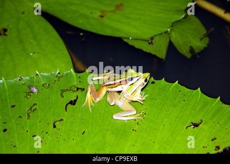 A strisce piccole rane verdi sul laghetto di gigli in Chiang Mai Thailandia Foto Stock