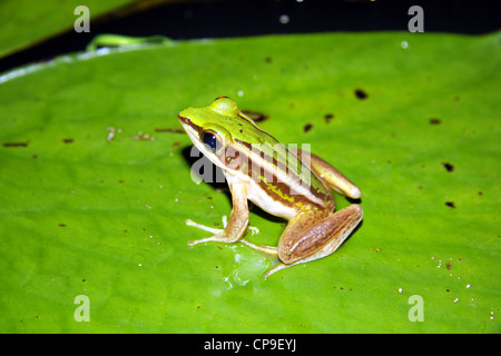 Piccole strisce di rana verde sul laghetto di gigli in Chiang Mai Thailandia Foto Stock