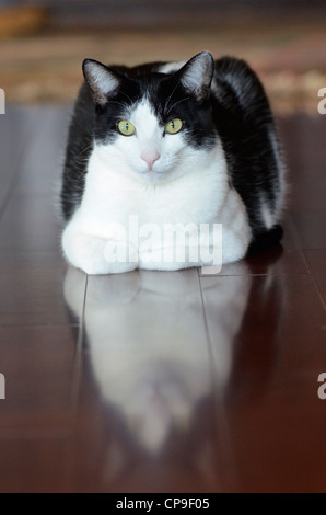Gatto sul pavimento di legno. Foto Stock