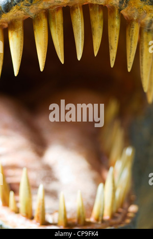 Tyrannosaurus rex denti sul display Foto Stock