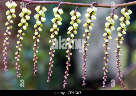 Stachyurus praecox Spiketail fioritura tree Foto Stock