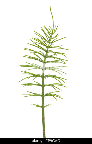 Impianto di equiseto (Equisetum arvense) su bianco Foto Stock