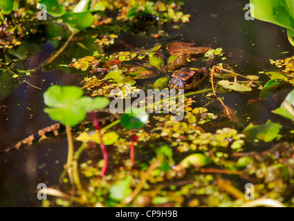 Baby alligator Alligator mississippiensis, circa sei mesi di età. Ben mimetizzata per la sopravvivenza nel Atchafalaya palude. Foto Stock