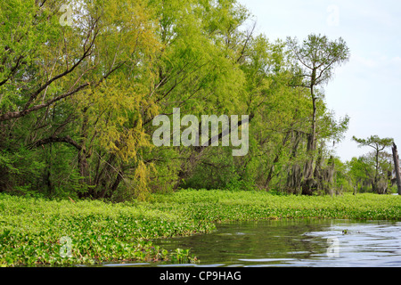 Comune di giacinto di acqua, Eichhornia crassipes parzializza il importanti zone umide del Fiume Atchafalaya Basin. Foto Stock