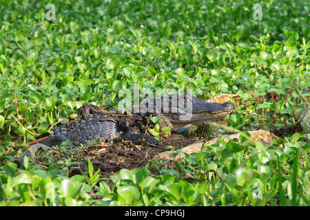 American Alligator Alligator mississippiensis poggiante su un tronco galleggiante nella palude in Lago di Martin, Louisiana. Foto Stock